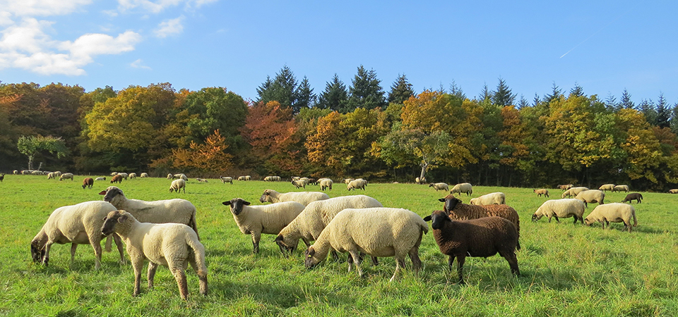 Online Tierzahlen melden